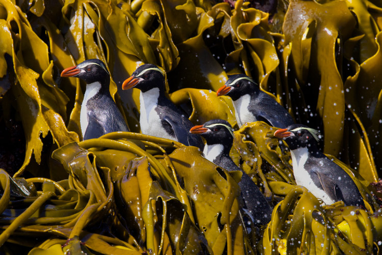 Tsortos-snares_crested_penguin