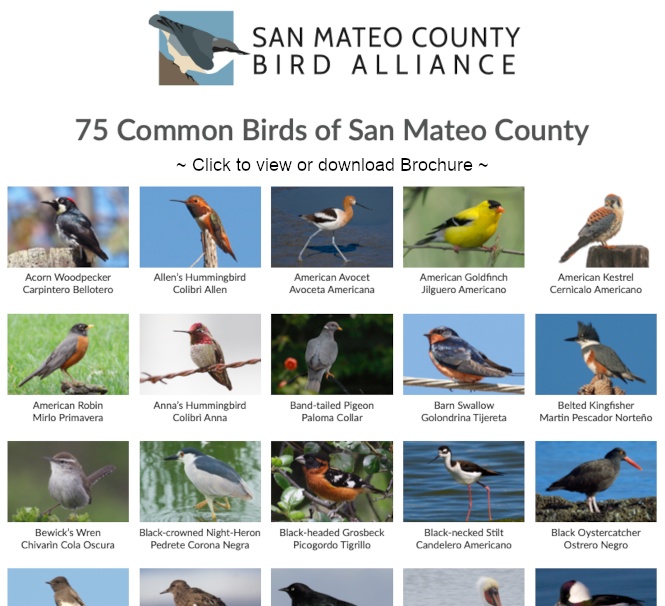 75 Common Birds of San Mateo County